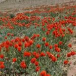 گل های شقایق
